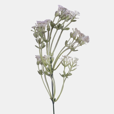 Gypsophila