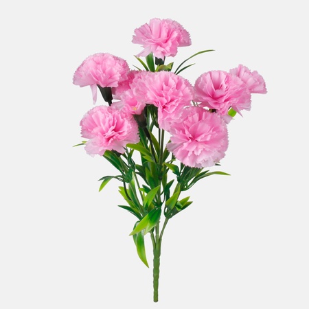 Carnation