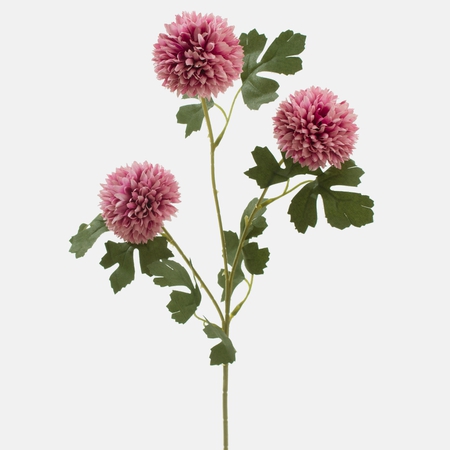 Chrysanthemum x 3