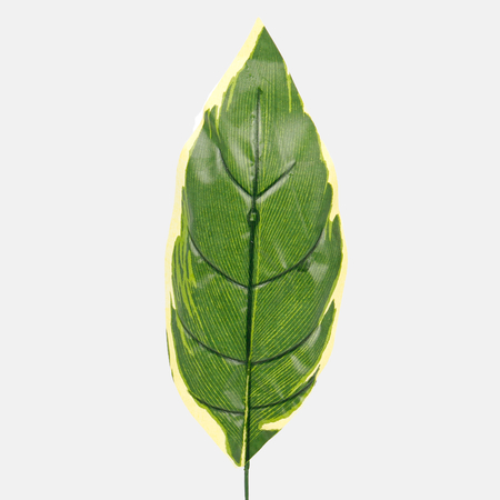 Hosta leaf