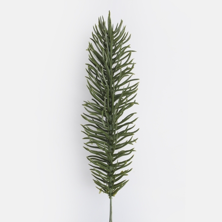 Spruce twig