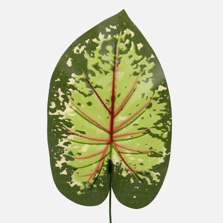 Caladium leaf