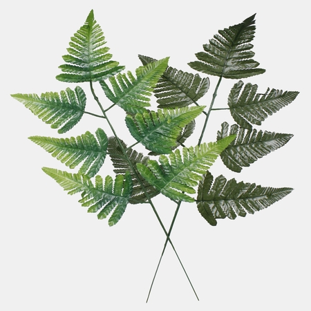 Boston fern single branch