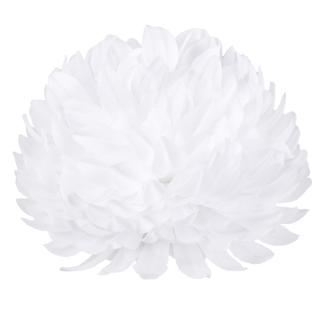 Chrysanthemum XL