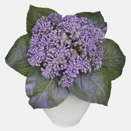 Hydrangea