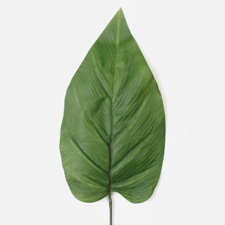 Philodendron leaf